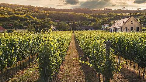 Bild von Weinreben aus der Champagne in Frankreich